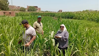 الزراعة تتابع الحقول الإرشادية للذرة الشامية بالمنوفية وتوجه بتطبيق التوصيات لمواجهة الإجهاد الحراري