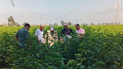 الإرشاد الزراعي ينظم ندوة بكفر الشيخ لتعظيم إنتاجية القطن من خلال التكثيف المحصولي لعباد الشمس