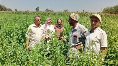الإرشاد الزراعي ينظم ندوات وأيامًا حقلية بالمنوفية لتعظيم إنتاجية الذرة والسمسم