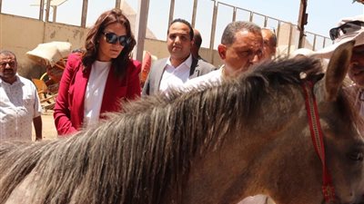 محافظ الجيزة يتابع منظومة التكويد الإلكتروني للدواب العاملة بالأهرامات