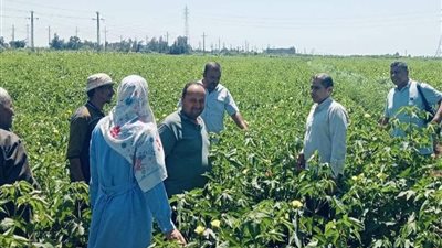 زراعة كفر الشيخ يتفقد الإدارة الزراعية ببلطيم ويتابع زراعات القطن والصوب الزراعية