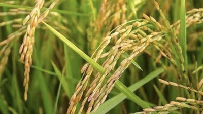 «عين رمادية» على حبوب الأرز.. تحذير من تأثير اللفحة على جودة وإنتاجية المحصول