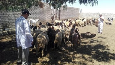 إنقاذ الثروة الحيوانية بالمغرة.. بحوث الصحراء يفحص 490 رأسًا ويوفر العلاج للمربين