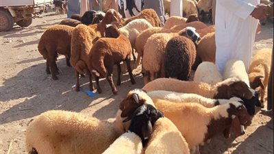 الخدمات البيطرية بمطروح تكثف أعمال التقصي والمتابعة الميدانية بأسواق المحافظة