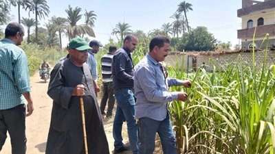 زراعة سوهاج تكثف متابعتها الميدانية لحقول قصب السكر بمركز دار السلام لتعزيز الإنتاجية ومكافحة الآفات