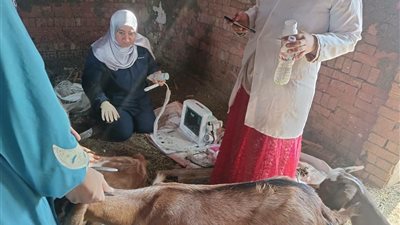 قافلة بيطرية مجانية تقدم خدمات علاجية ووقائية لمربي الماشية بقرية كفر الشهاوي خاطر بالقليوبية