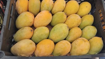 انخفاض العويس والفص 10 جنيهات وصعود الزبدية.. أسعار المانجو اليوم الأربعاء في سوق العبور 