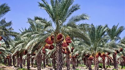 أسرار نجاح زراعة النخيل.. خطوات تضمن إنتاجًا وفيرًا وتمورًا عالية الجودة