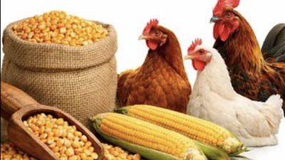 الذرة الصفراء.. سر نجاح علائق الدواجن ومفتاح زيادة الإنتاج