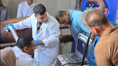 بيطري أسيوط  يدرب 40 طبيبًا على الموجات فوق الصوتية لتعزيز دقة التشخيص وتحسين خدمات الثروة الحيوانية