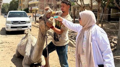 خيل وجمال الأهرامات تحت الرعاية البيطرية.. تعاون جديد لتحسين منظومة الركوب