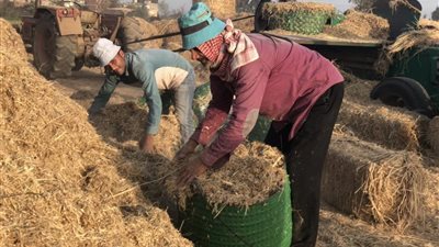 استعدادات موسم حصاد الأرز بالشرقية.. كيفية منع السحابة السوداء وتحويل القش لأعلاف
