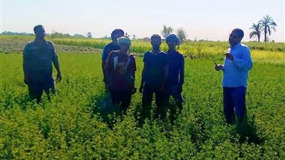 زراعة الأقصر في الحقول.. توصيات فنية لمزارعي البرسيم الحجازي خلال ندوة إرشادية بأرمنت