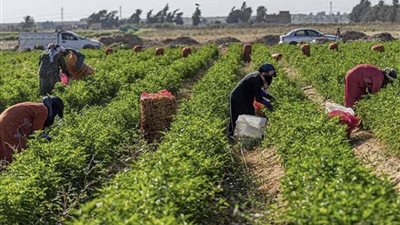مع بداية سبتمبر.. 6 معاملات زراعية مهمة تجهز النباتات للموسم الجديد