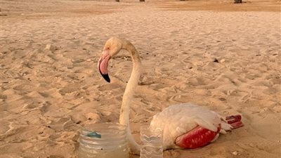 حماية الحياة البرية.. العثور على فلامنجو أبيض بالساحل الشمالي وإنقاذه