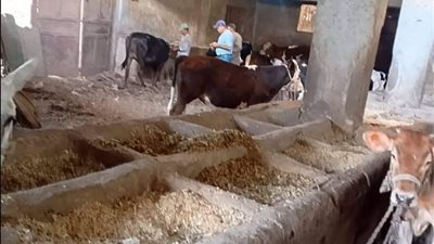 الزراعة بالمنوفية تكثف حملاتها لدعم الثروة الحيوانية والداجنة.. متابعة مصانع الأعلاف والمزارع