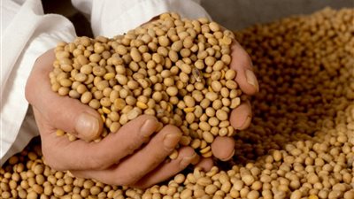 كسب عباد الصويا.. مصدر بروتين نباتي يدعم إنتاجية الثروة الحيوانية ويخفض تكلفة الأعلاف