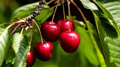 بمكاسب اقتصادية هائلة.. زراعة الكريز في البحيرة تفتح آفاقاً استثمارية جديدة لتقليل الاستيراد