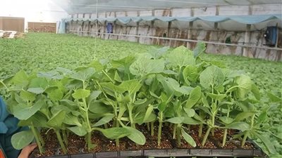 الزراعة المبكرة.. سر الحصول على محصول قوي وإنتاجية أعلى