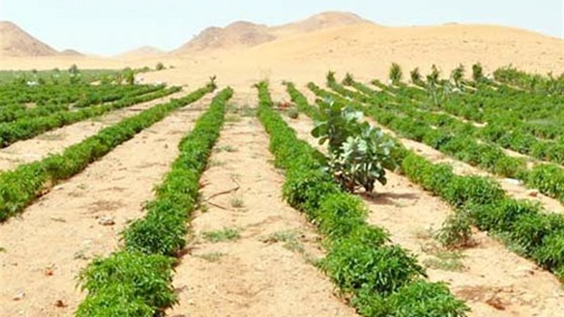 التربة الصحراوية 