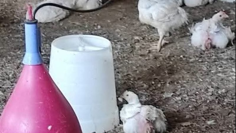 مزارع الدواجن