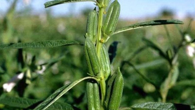 سمسم