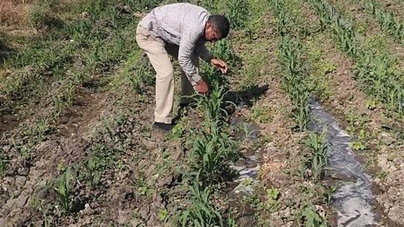 مديرية الزراعة بالأقصر