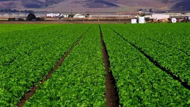 شركة الريف المصري
