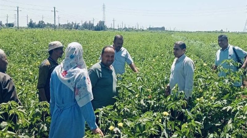 زراعة كفر الشيخ 