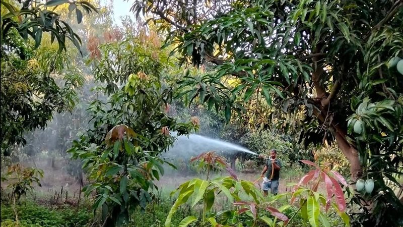 زراعة الإسماعيلية