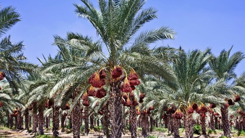 زراعة النخيل 