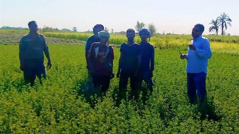 زراعة الأقصر 