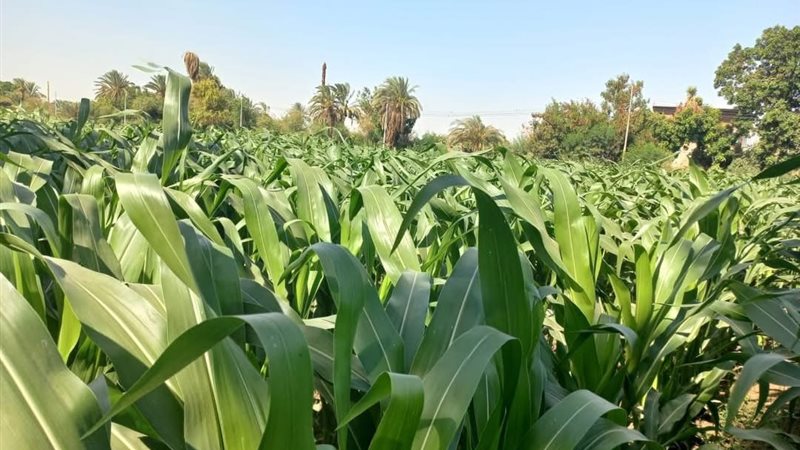 حقول الذرة 