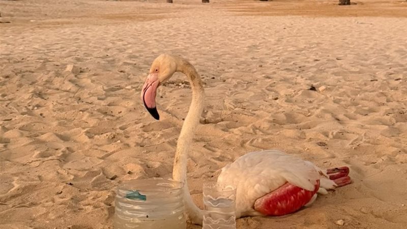 فلامنجو 