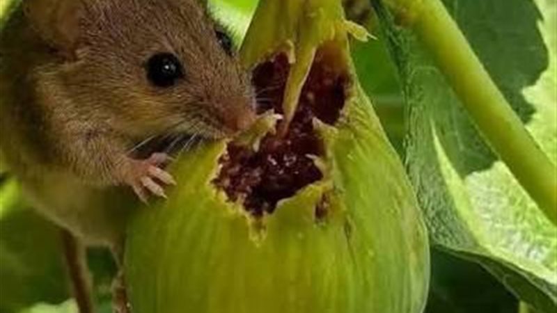 الثمار المقضومة 