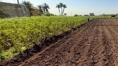 أسيوط تتوسع في الأعلاف الخضراء الحديثة.. دعم لصغار المربين وخفض تكاليف الإنتاج