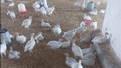 رومي فرنسي يزن 28 كجم في 150 يومًا.. متابعة مكثفة لمزارع الإنتاج الداجني بالمنوفية