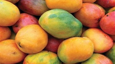 مانجو الموسم في عزها.. 4 أصناف تكسب الرهان في التخزين وتتصدر الأسواق