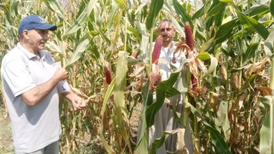 الزراعة تنفذ يوم حقل إرشادي وتجربة حصاد للذرة بالغربية وتقدم توصيات للمزارعين