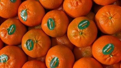 الطلب الأوروبي يرفع صادرات الكلمنتينا المغربية إلى مستويات قياسية