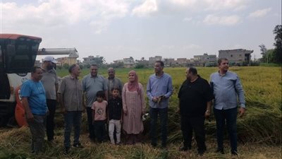 حصاد الخير والنماء.. انطلاق موسم حصاد الأرز بدمياط وسط دعم تنفيذي وإرشادي للمزارعين