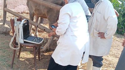 «بيطري الغربية» يعالج 2044 حيوانًا وطائرًا بقافلة مجانية في قرية النحارية بكفر الزيات