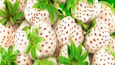 الفراولة البيضاء.. فرصة زراعية واعدة لتنويع الإنتاج وتعزيز الصادرات المصرية