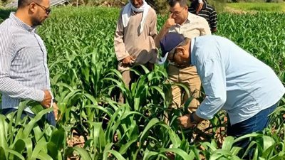 الحملة القومية للذرة الشامية تتابع الحقول الإرشادية بمركز الخارجة