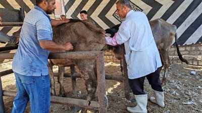 الزراعة تُعلن تقديم الرعاية التناسلية لـ 38 ألف رأس ماشية والتلقيح الاصطناعي لـ 41 ألفاً خلال يوليو