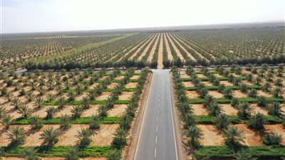 توشكى الخير.. ملحمة استصلاح مليون فدان بجنوب مصر لتقليل الفجوة الغذائية