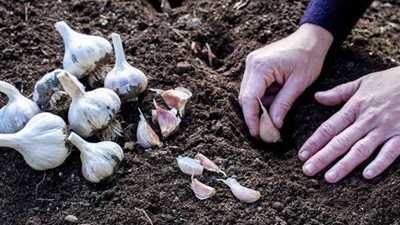 احذر التوقيت الخطأ.. خبير يحدد الموعد المثالي لزراعة الثوم ويحذر من تراجع الإنتاجية