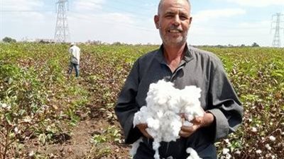 وكيل زراعة كفر الشيخ يتفقد زراعات القطن والأرز ويشدد على حماية الأراضي الزراعية