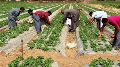25 فرصة عمل في القطاع الزراعي بالدقهلية.. رواتب تصل لـ17 ألف جنيه