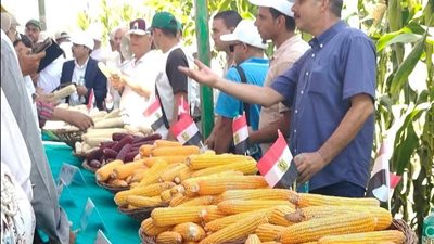 من قلب محطة سخا.. أصناف أرز وذرة واعدة لمواجهة التغيرات المناخية وتعزيز الأمن الغذائي المصري